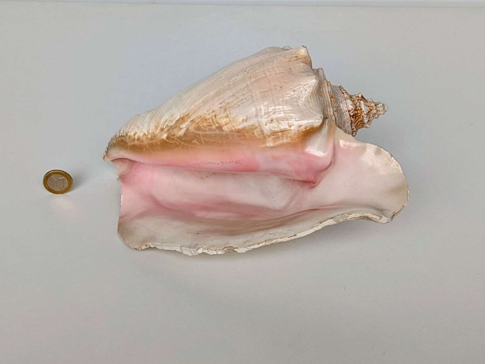 Pink shell, conch, stombus gigas, pink conch