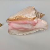 Pink shell, conch, stombus gigas, pink conch