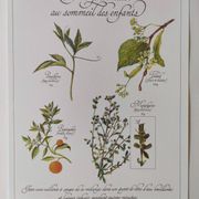 Botanical illustration -Herbal tea to help sleep- Engraving of medicinal plants and herbs