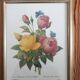 Botanical plate of Roses by PJ Redouté framed