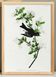 Poster about the Green Flycatcher, based on an old engraving from 1827.