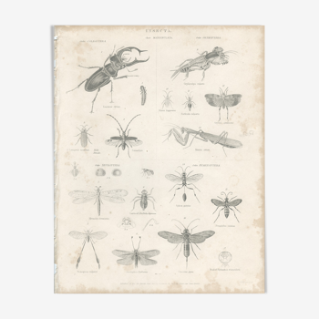 Antique engraving on entomology, XIXe