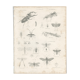 Antique engraving on entomology, XIXe