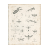Antique engraving on entomology, XIXe