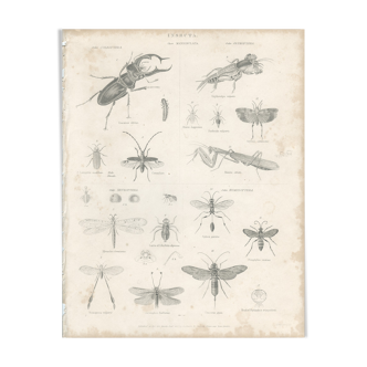 Antique engraving on entomology, XIXe