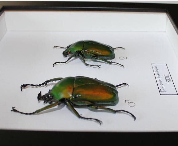 Couple of dicronorhina micans
