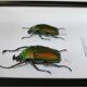 Couple of dicronorhina micans