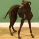 Monumental Bronze Statue of an Italian Greyhound / Whippet – Large Antique Sculpture Representing a Dog