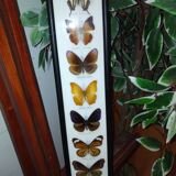 Multiple stuffed butterflies