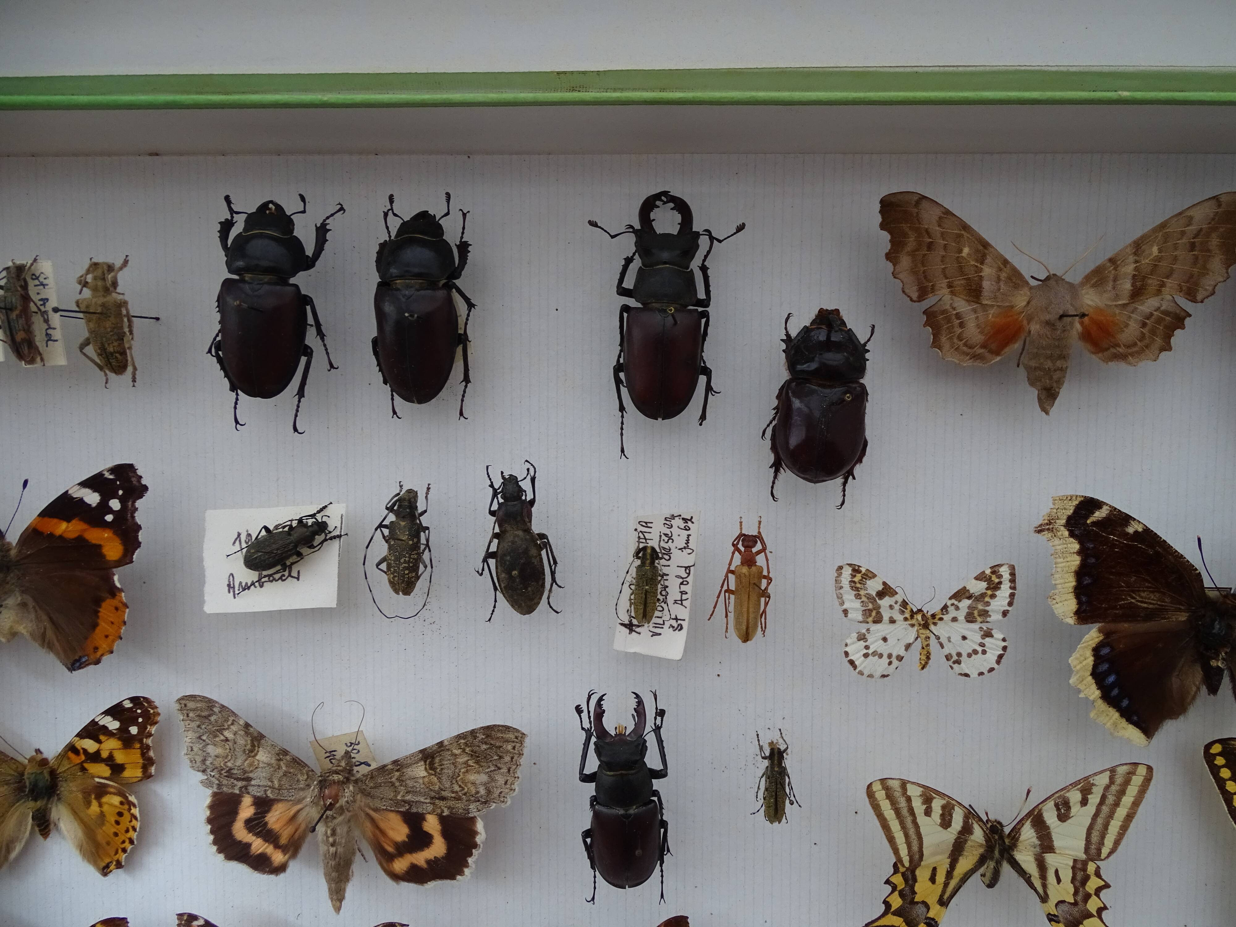 Ancient butterflies and stuffed insects under frame 1930s