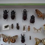 Ancient butterflies and stuffed insects under frame 1930s