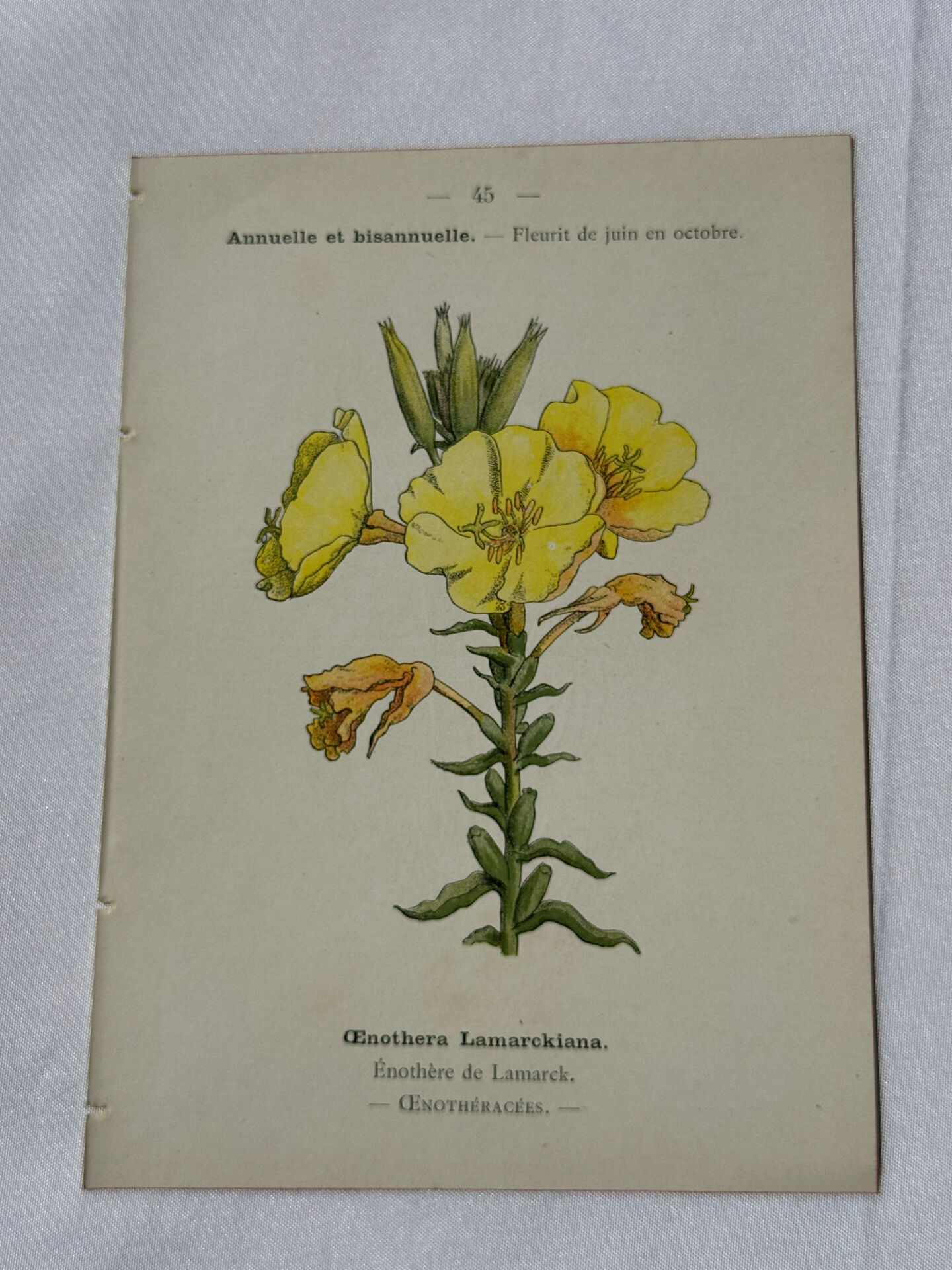 Botanical plate engraving flower France double-sided circa 1800 coloured