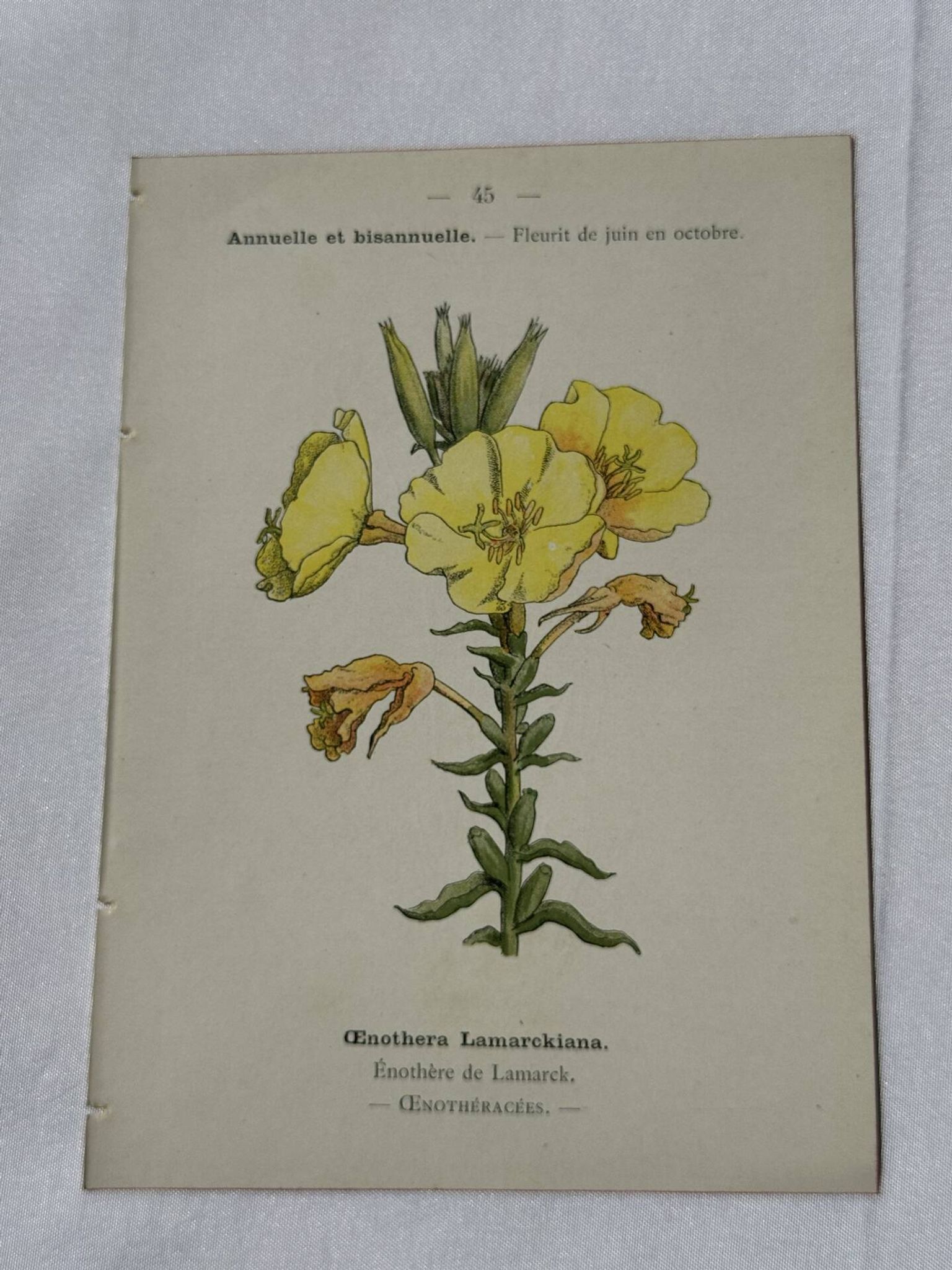 Planche botanique gravure fleur France double face circa1800 colorée