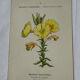 Botanical plate engraving flower France double-sided circa 1800 coloured