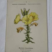 Planche botanique gravure fleur France double face circa1800 colorée