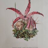 Mushroom botanical boards
