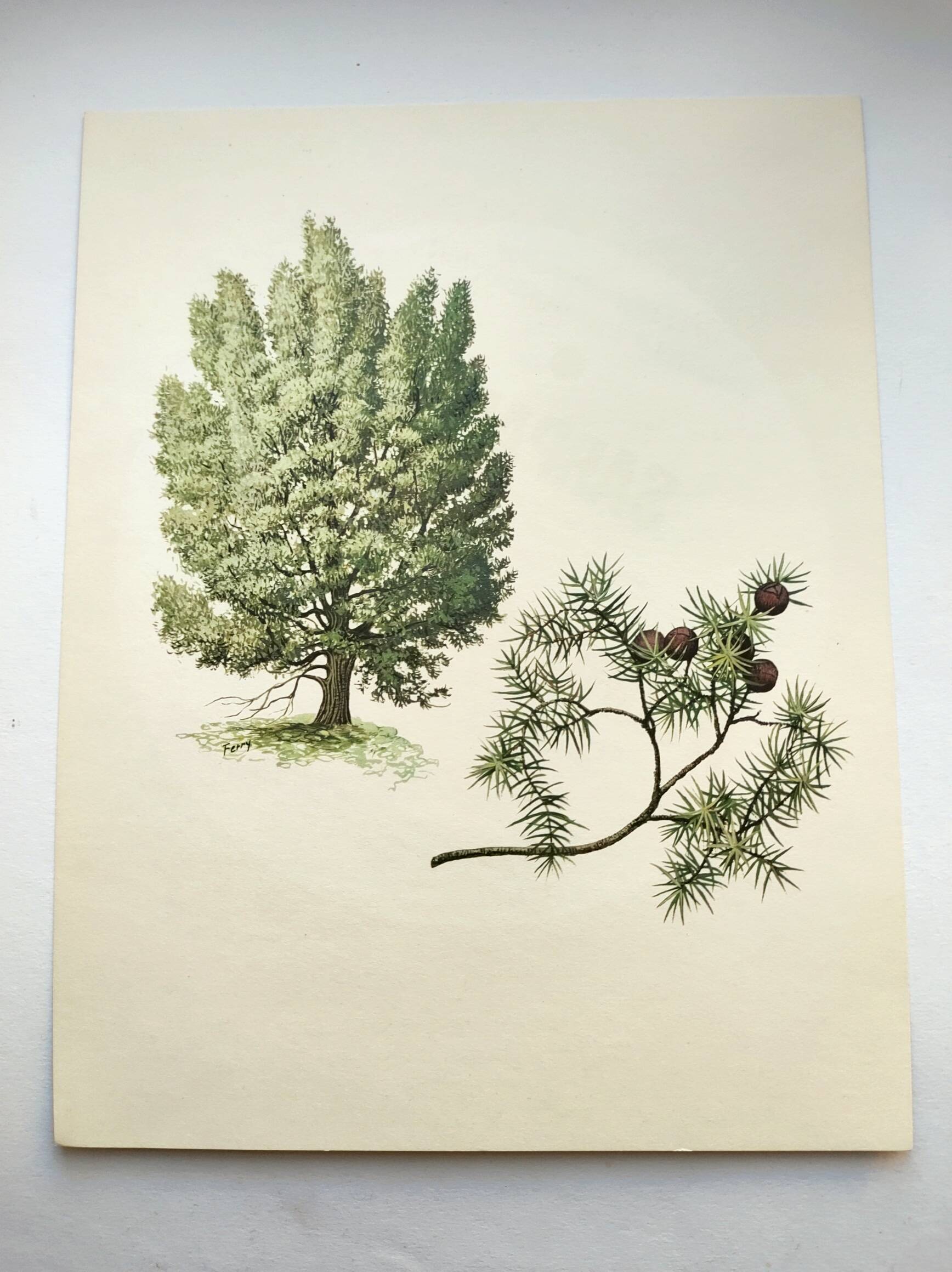 Illustration of Common Juniper - Vintage Nature Plate. Botanical Tree 1960