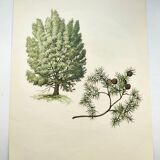 Illustration of Common Juniper - Vintage Nature Plate. Botanical Tree 1960