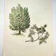 Illustration of Common Juniper - Vintage Nature Plate. Botanical Tree 1960