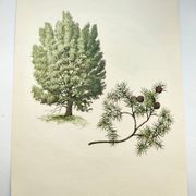 Illustration Genévrier Commun-, planche botanique, 1960