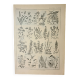 Lithographie ancienne, Plantes méllifères, fleurs, butinage, 1922