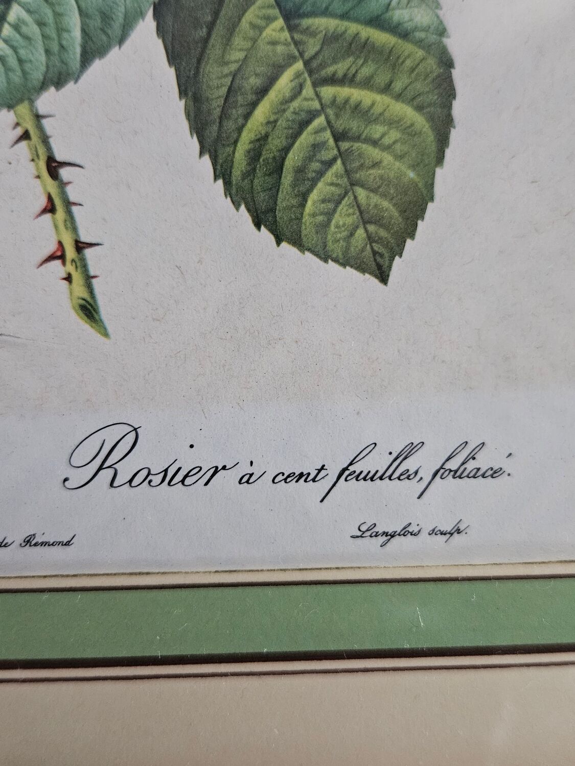 Framed lithograph under glass Rosa Centifolia Foliacea