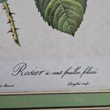 Framed lithograph under glass Rosa Centifolia Foliacea
