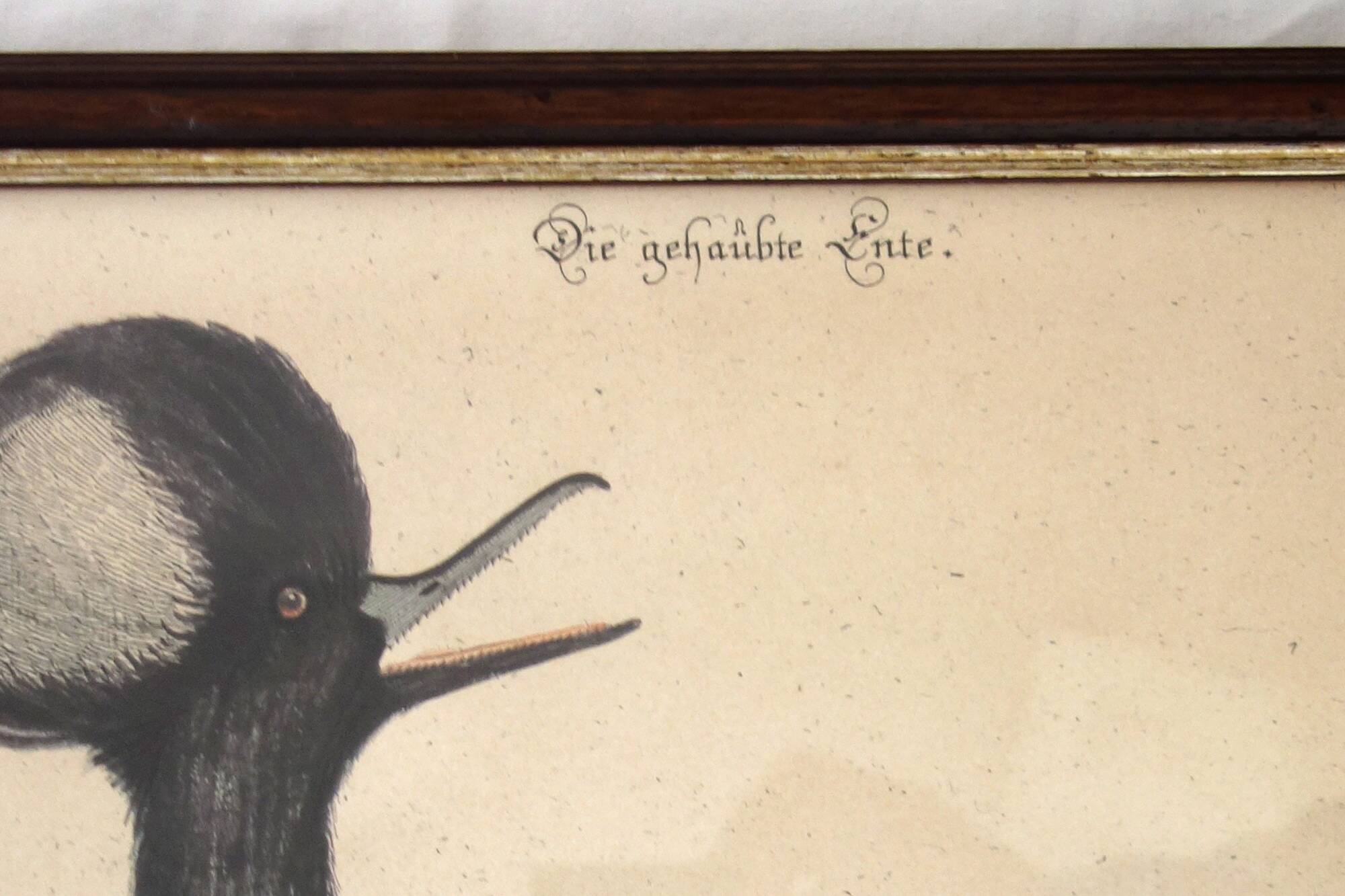 2 plates of ornithological bird engravings