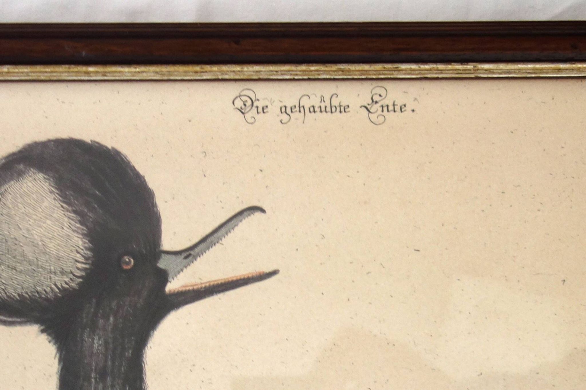 2 planches gravures ornithologiques oiseaux