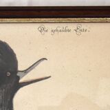 2 plates of ornithological bird engravings