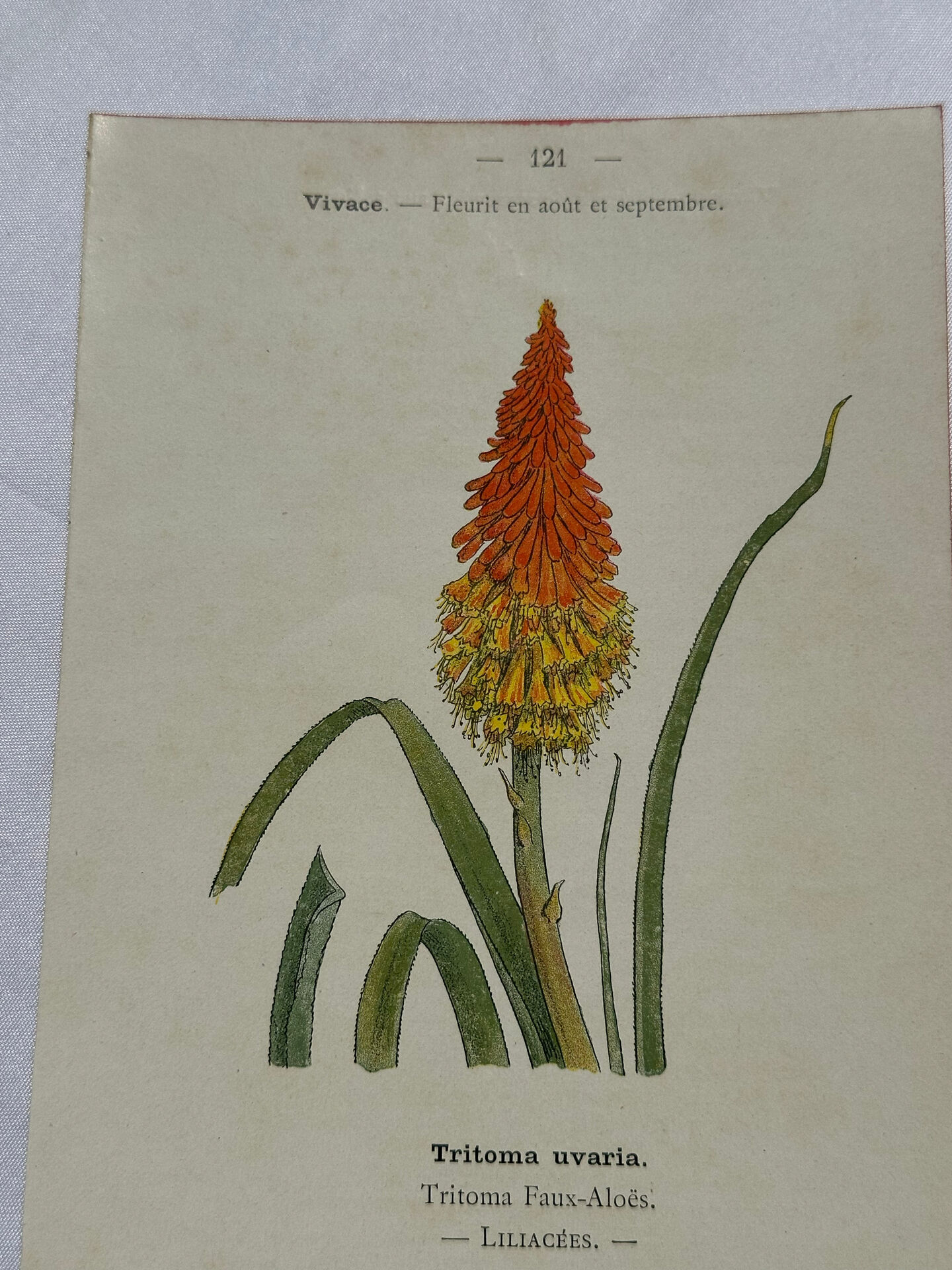 🌿 Botanical Plate Old Naturalist Engraving 19th Century Double-Sided A