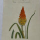 🌿 Botanical Plate Old Naturalist Engraving 19th Century Double-Sided A