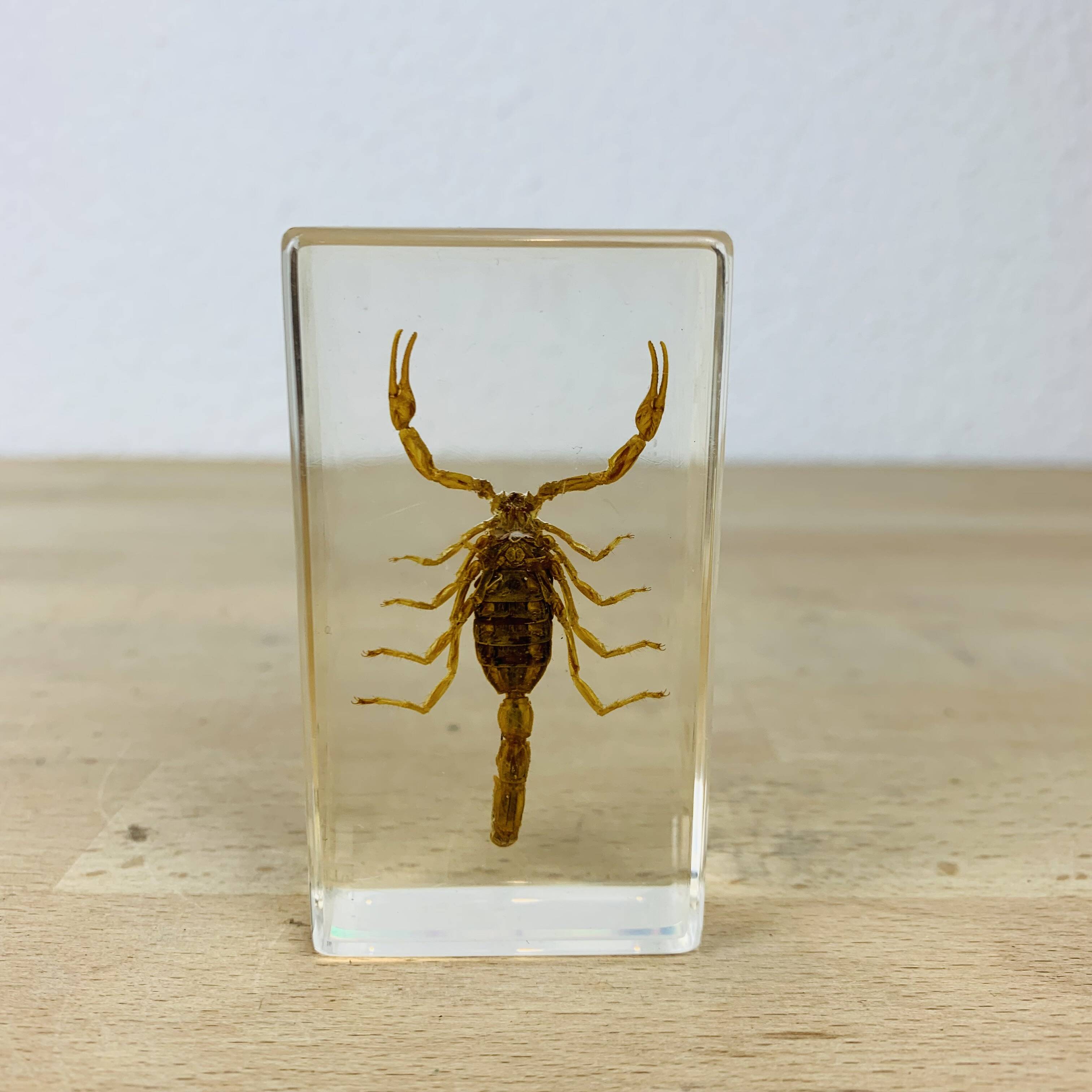 Scorpion insect inclusion resin