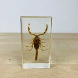 Scorpion insect inclusion resin