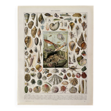 Lithographie sur les mollusques - 1930