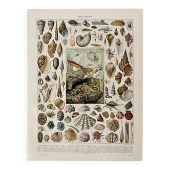 Lithographie sur les mollusques - 1930