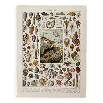 Lithographie sur les mollusques - 1930