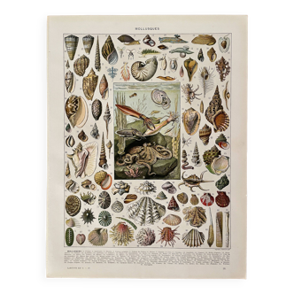 Lithograph on molluscs - 1930