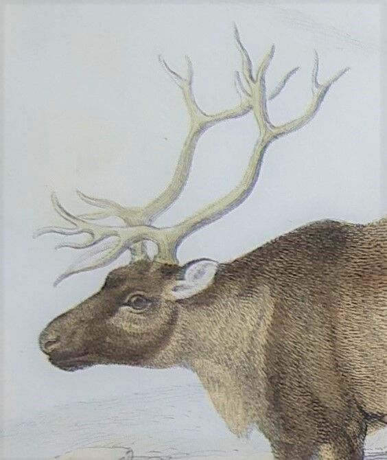 Zoological plank, original "renne - Elan " Buffon 1840