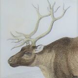 Zoological plank, original "renne - Elan " Buffon 1840