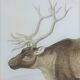 Zoological plank, original "renne - Elan " Buffon 1840