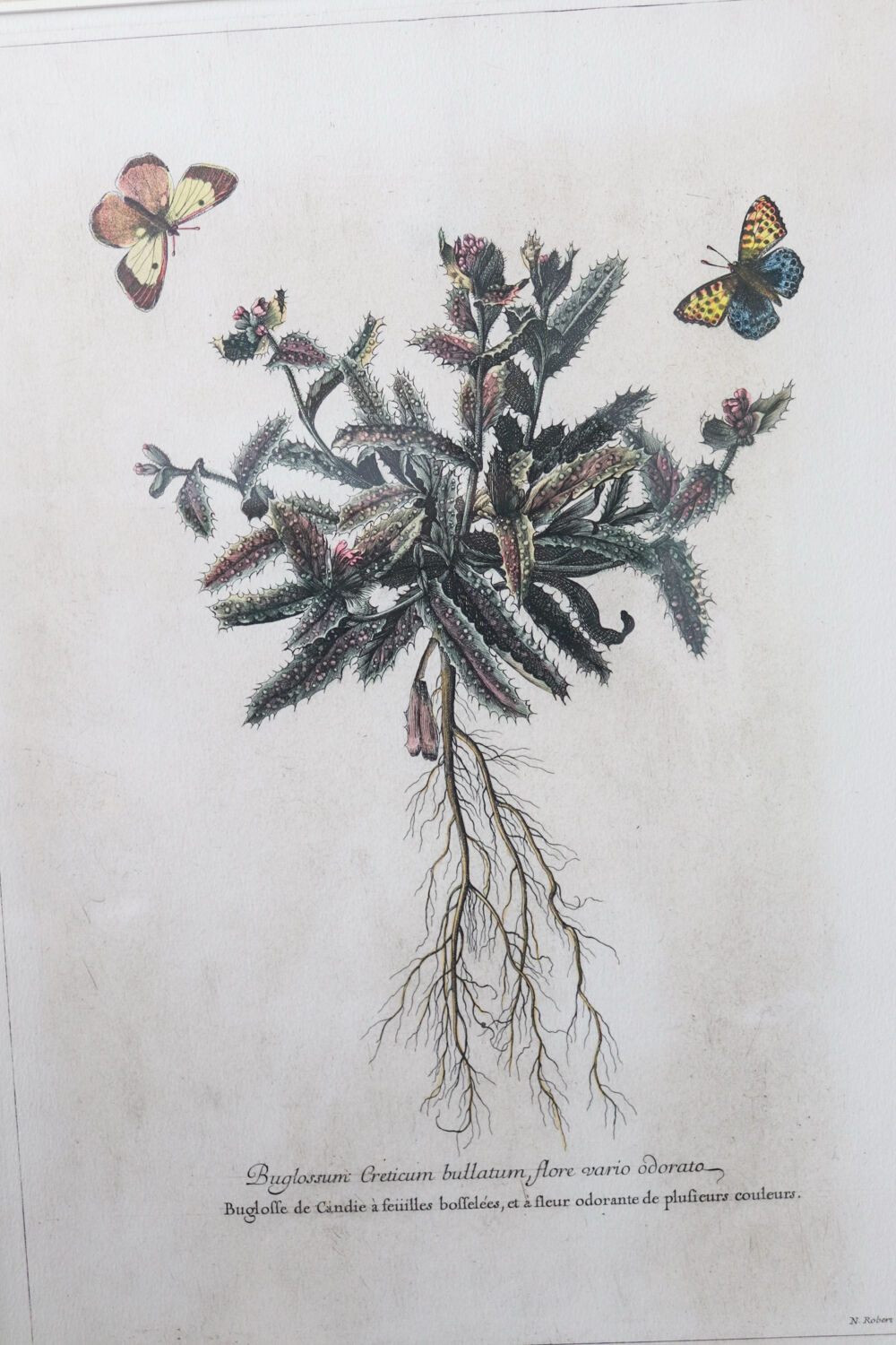 Framed botanical print of butterflies – Buglossum Creticum