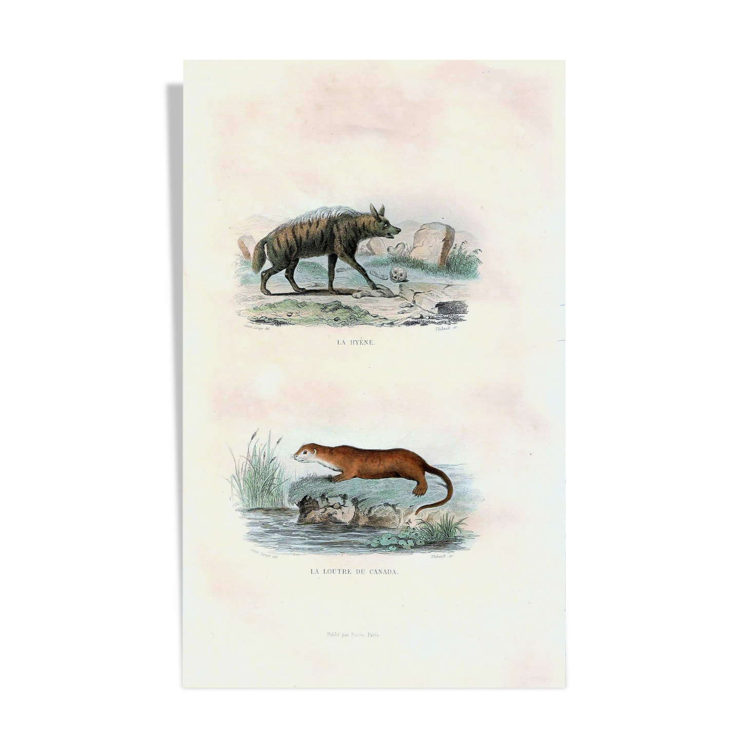 Original Zoological Board "Hyena - Otter of Canada" Buffon 1840