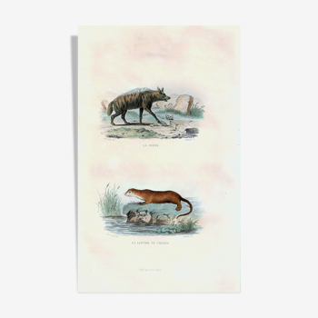 Planche zoologique originale " Hyène & Loutre du Canada " Buffon 1840
