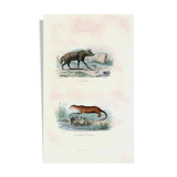 Original Zoological Board "Hyena - Otter of Canada" Buffon 1840