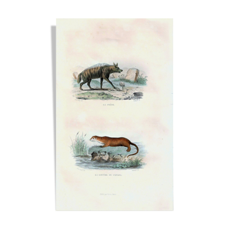 Original Zoological Board "Hyena - Otter of Canada" Buffon 1840