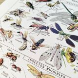 Poster about insects, based on a 1922 lithograph