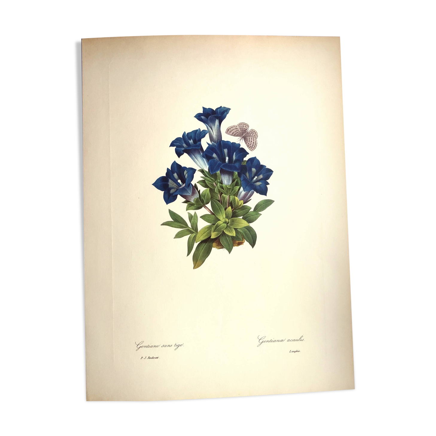 Botanical engraving - Stemless gentian - Vintage plate by PJ. Redouté