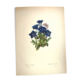 Botanical engraving - Stemless gentian - Vintage plate by PJ. Redouté