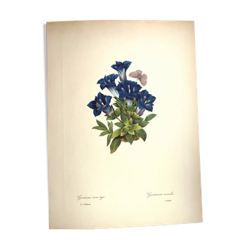 Botanical engraving - Stemless gentian - Vintage plate by PJ. Redouté